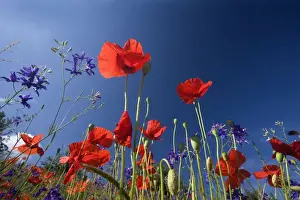 Picture No. 10896795