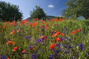 Papaver Prints: Picture No. 10896797