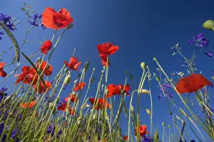 Papaver Prints: Picture No. 10896804