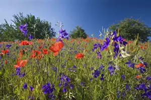 Papaver Prints: Picture No. 10896805