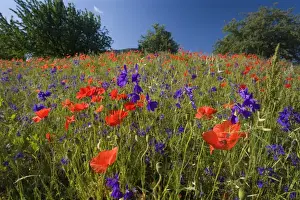 Papaver Prints: Picture No. 10896806