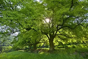 Lime Prints: Picture No. 10896810