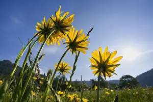 Flowering Prints: Picture No. 10896815