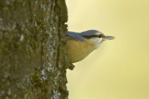 Images Dated 24th March 2011: Picture No. 10896829