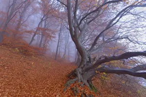 Enormous Prints: Picture No. 10896844