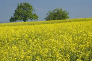 Brassica Prints: Picture No. 10896865