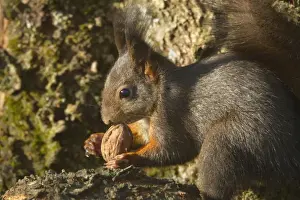 Sciurus Prints: Picture No. 10896873
