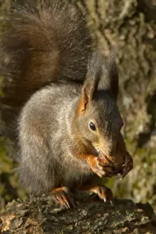 Sciurus Prints: Picture No. 10896874