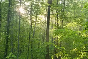 Sunrays Prints: Picture No. 10896906