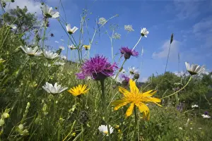 Centaurea Prints: Picture No. 10896920