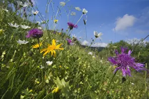Centaurea Prints: Picture No. 10896921