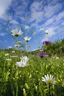 Centaurea Prints: Picture No. 10896922