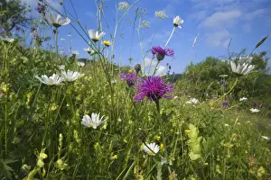 Centaurea Prints: Picture No. 10896923