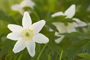 Nemorosa Prints: Picture No. 10896955
