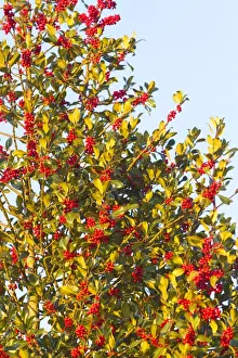 Holly Prints: Picture No. 10897142