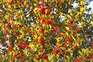 Holly Prints: Picture No. 10897143