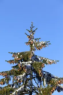Spruce Prints: Picture No. 10897149