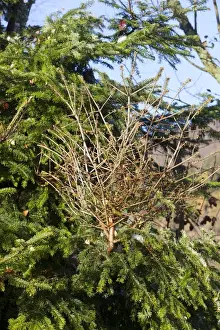Broom Prints: Picture No. 10897150