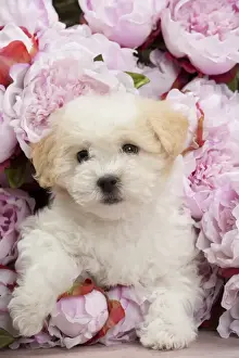 Coton Prints: Picture No. 10897162