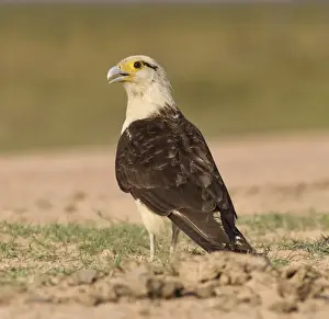 Caracara Prints: Picture No. 10897224