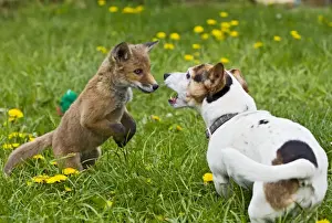 Rescue Prints: Picture No. 10897236