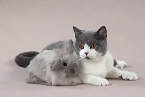 Picture No. 10897247