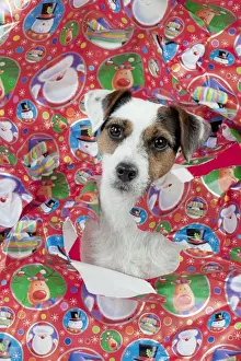 Paper Prints: Picture No. 10897274