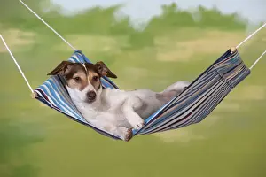 Hammock Prints: Picture No. 10897275
