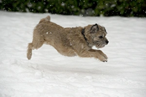 Images Dated 20th January 2013: Picture No. 10897323