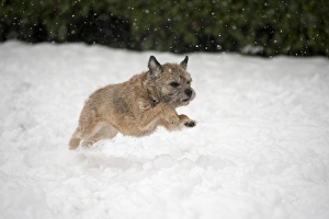 Images Dated 20th January 2013: Picture No. 10897324