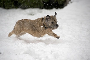 Images Dated 20th January 2013: Picture No. 10897325