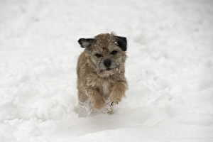 Images Dated 20th January 2013: Picture No. 10897326