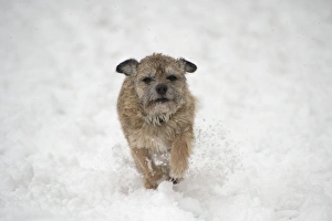 Images Dated 20th January 2013: Picture No. 10897327