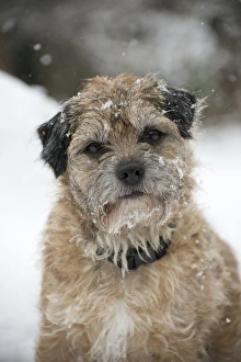 Images Dated 20th January 2013: Picture No. 10897329