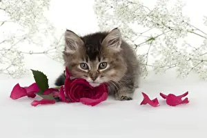 Picture No. 10897362