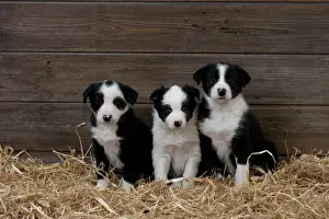 Collie Prints: Picture No. 10897440