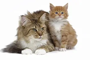 Picture No. 10897509