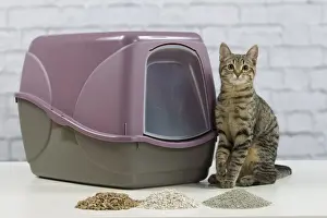 Tray Prints: Picture No. 10897532