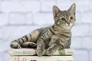 Books Prints: Picture No. 10897542