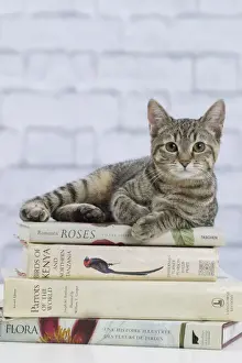 Books Prints: Picture No. 10897543