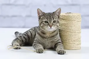 Roll Prints: Picture No. 10897557