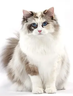 Ragdoll Prints: Picture No. 10897582