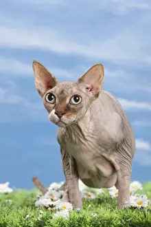 Sphynx Prints: Picture No. 10897600