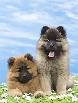 Eurasier Prints: Picture No. 10897728
