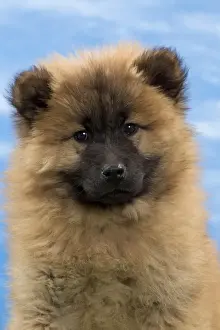 Eurasier Prints: Picture No. 10897732