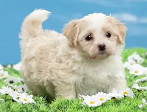 Havanese Prints: Picture No. 10897741
