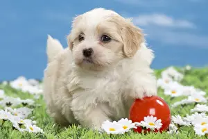 Havanese Prints: Picture No. 10897742
