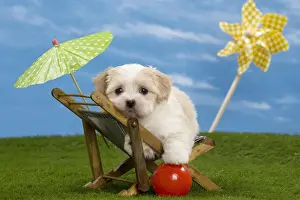 Deckchair Prints: Picture No. 10897744