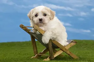 Deckchair Prints: Picture No. 10897748