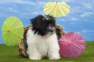 Umbrella Prints: Picture No. 10897749